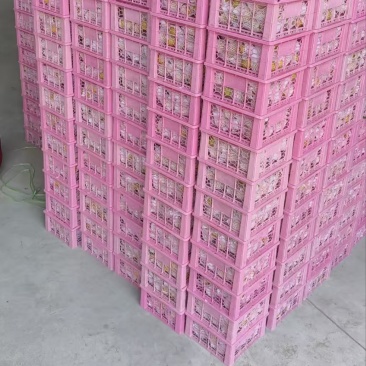 珍珠油杏，小白杏，社区团购，一件代发，产地直发