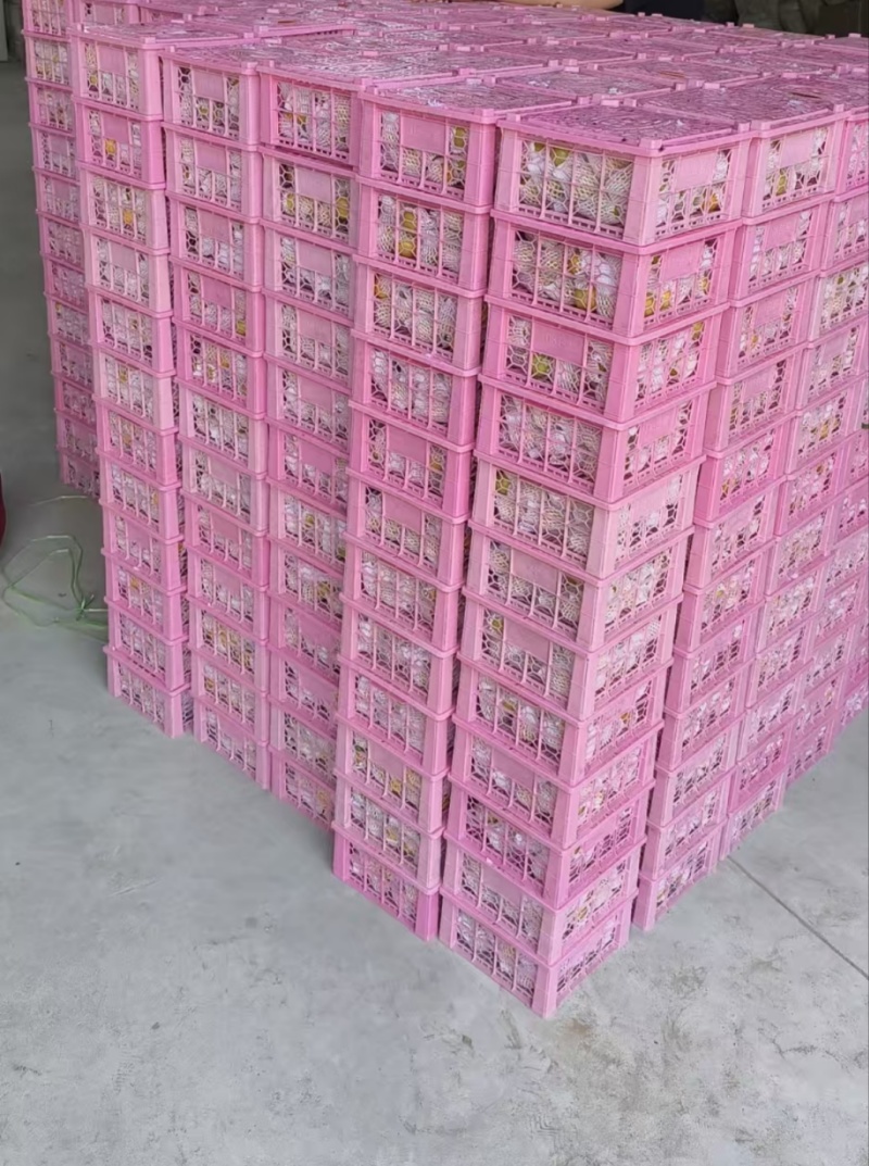 珍珠油杏，小白杏，社区团购，一件代发，产地直发