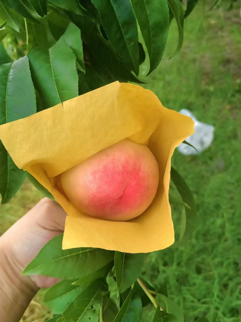 水蜜桃马上大量上市
