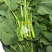 狮山油菜薹