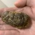 羊结石