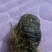 羊结石