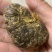 羊结石