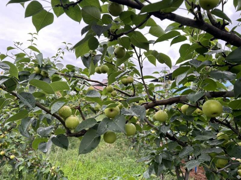 丁香梨正在大量上市欢迎各位老板实地采购