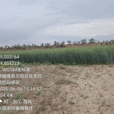 黑麦黑燕麦