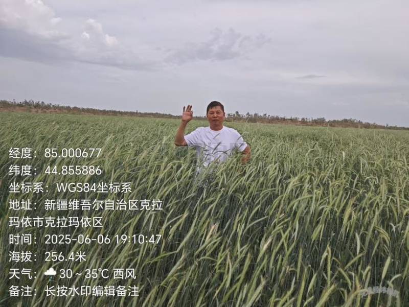 黑麦黑燕麦