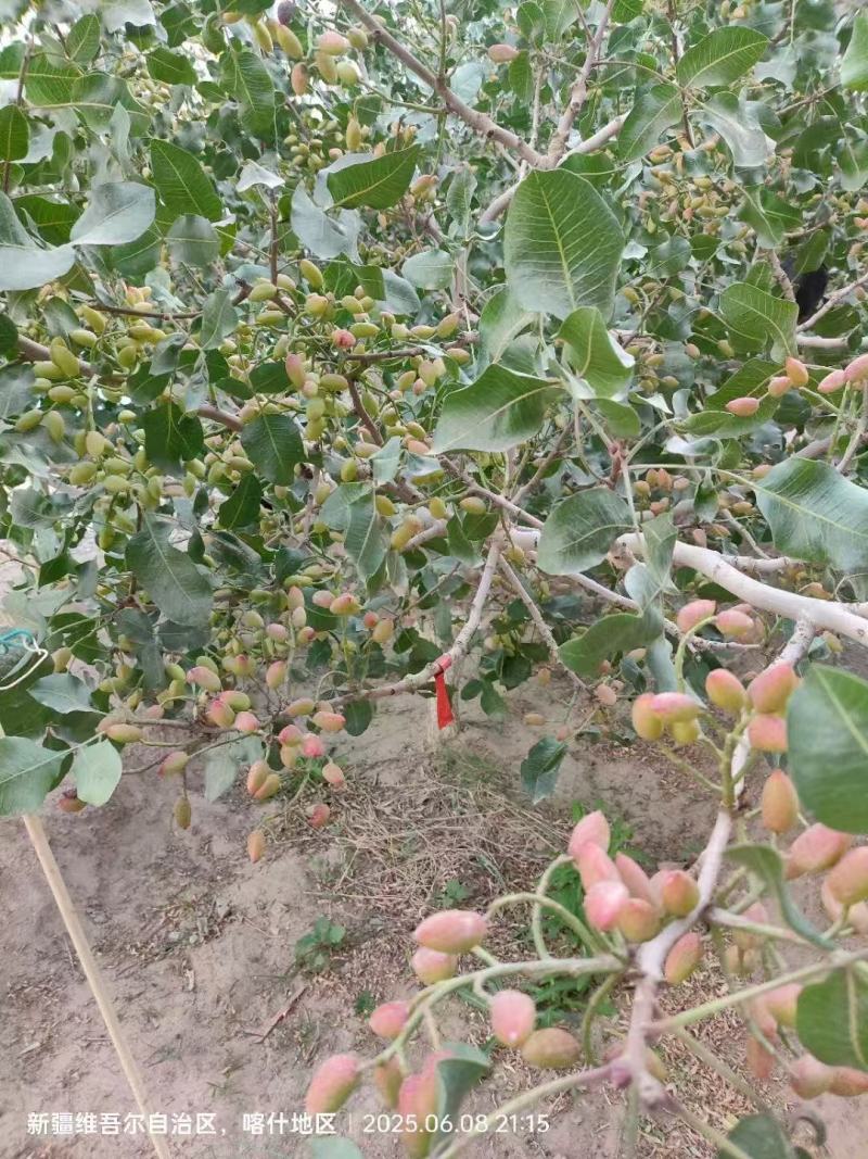 新鲜的开心果，位置在新疆喀什