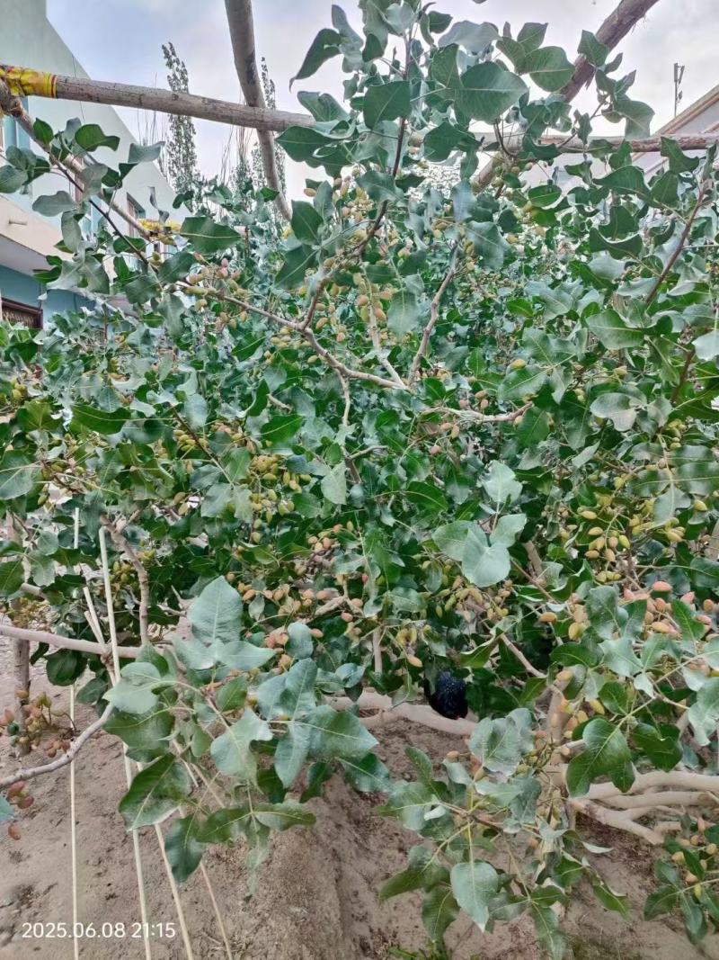 新鲜的开心果，位置在新疆喀什