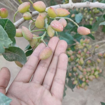 新鲜的开心果，位置在新疆喀什