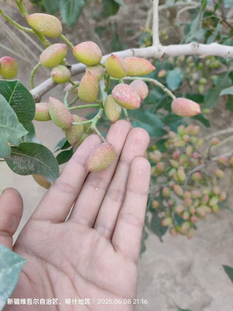 新鲜的开心果，位置在新疆喀什