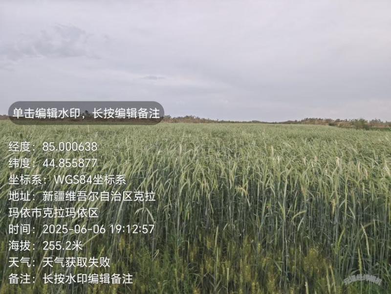 黑麦黑燕麦