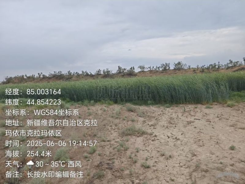 黑麦黑燕麦