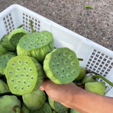 大陆水果莲蓬上市了