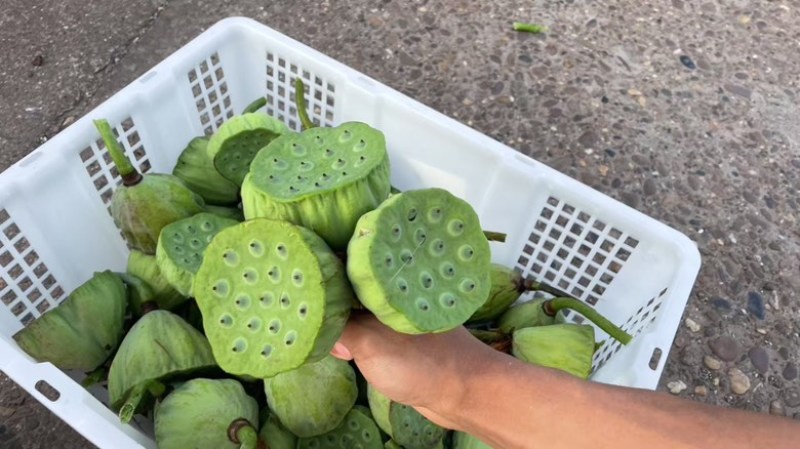 大陆水果莲蓬上市了