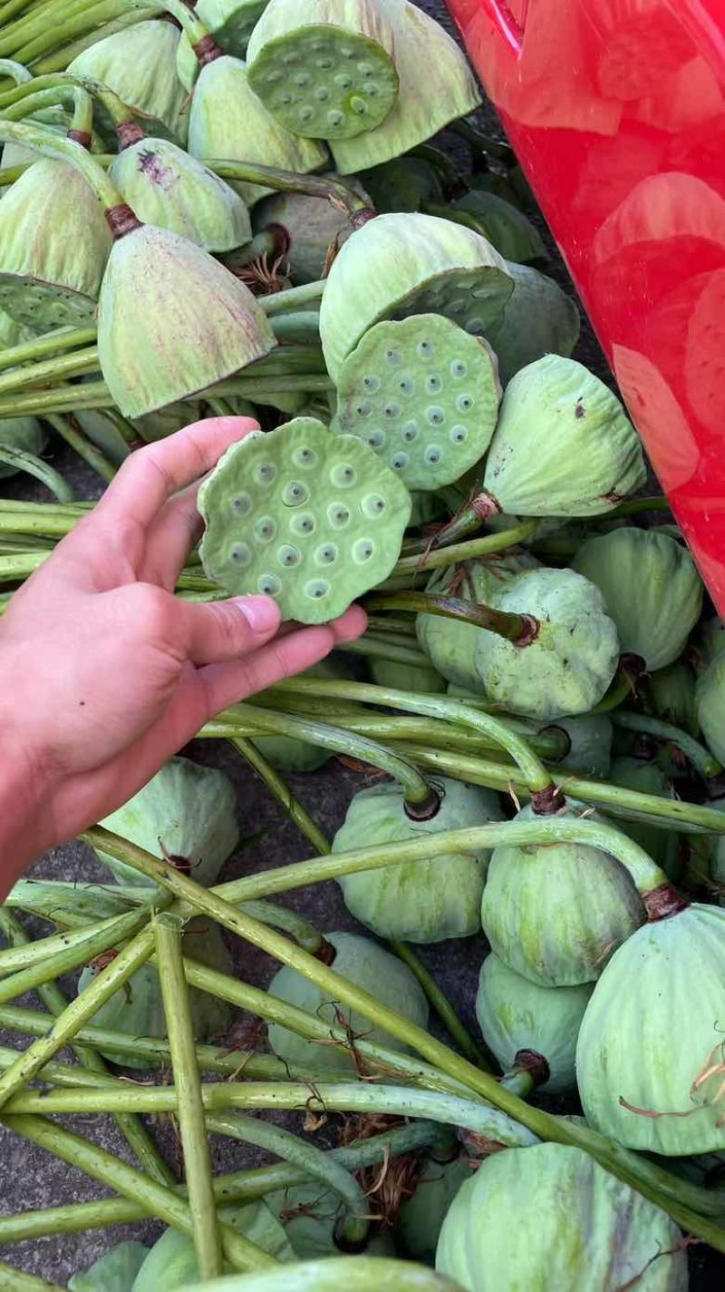 大陆水果莲蓬上市了