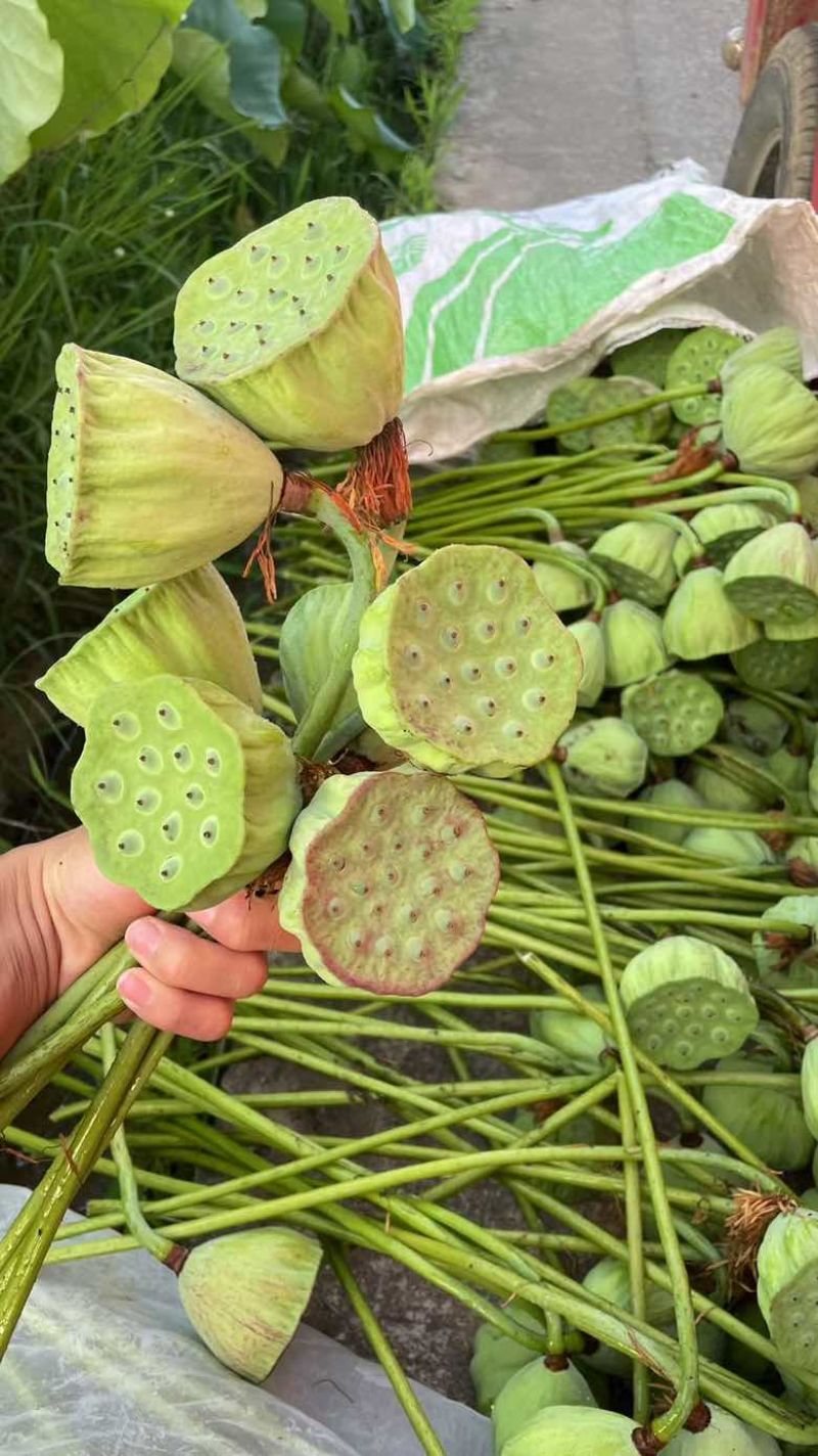 大陆水果莲蓬上市了