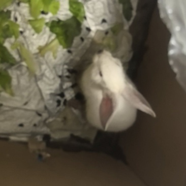 兔子