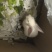 兔子