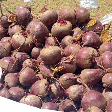 甜菜根