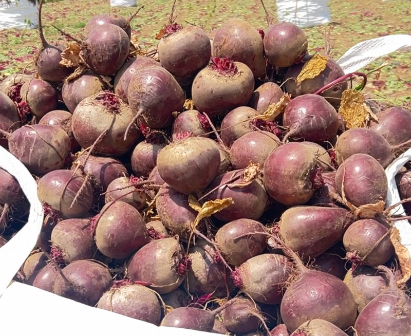 甜菜根