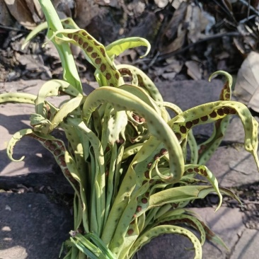 云南化石草《猫须草》