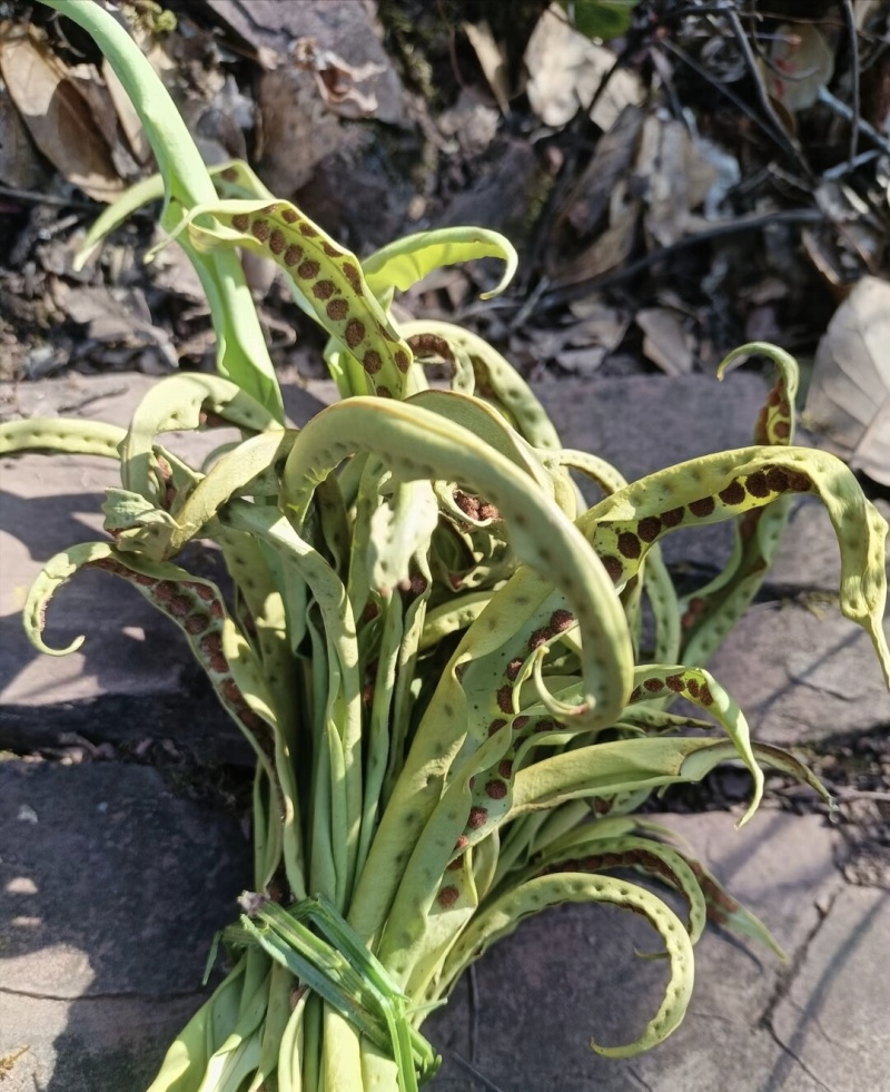 云南化石草《猫须草》
