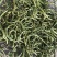 云南化石草《猫须草》