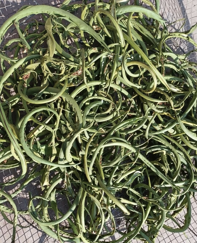 云南化石草《猫须草》