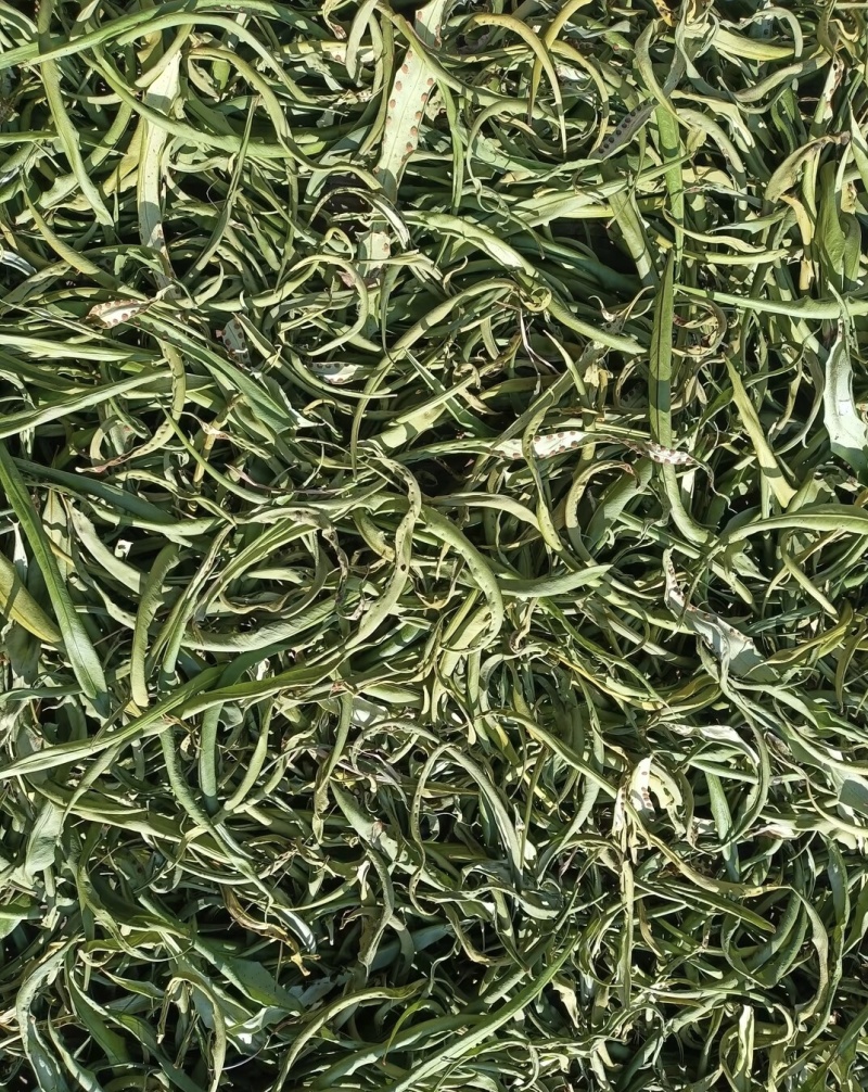 云南化石草《猫须草》