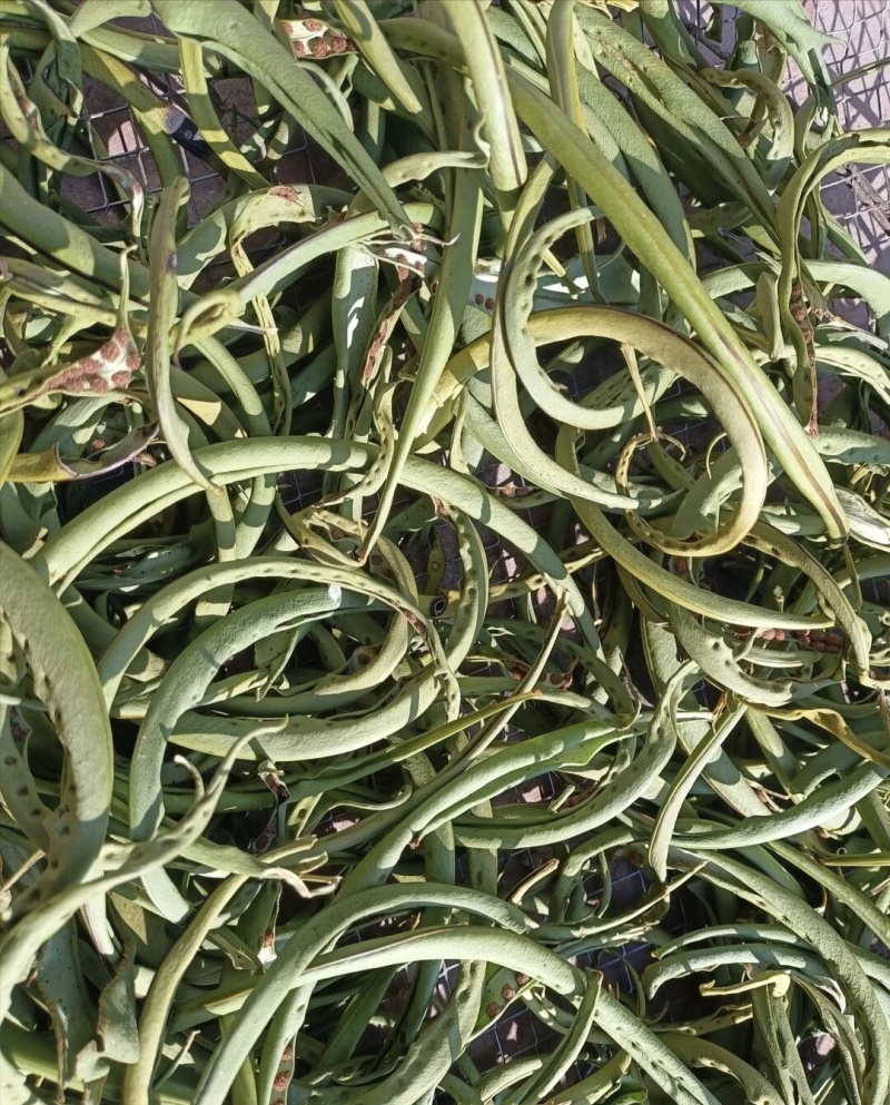 云南化石草《猫须草》