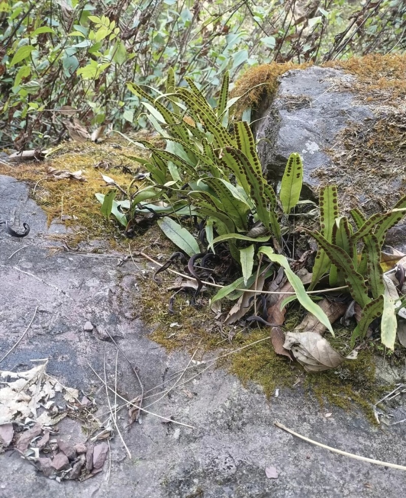 云南化石草《猫须草》