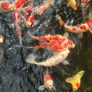 日本昭和鱼，鸿运当头