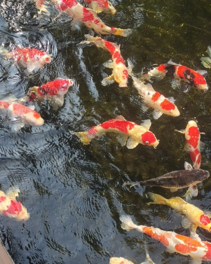 日本昭和鱼，鸿运当头