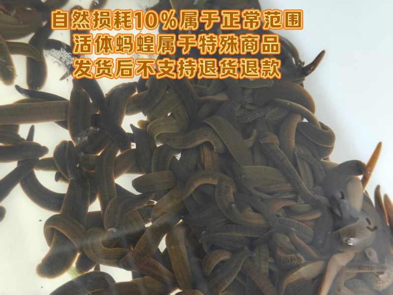 东北小黑条，专业钓鱼蚂蟥，主攻肥头鮰鱼鲢鱼等各种肉食鱼