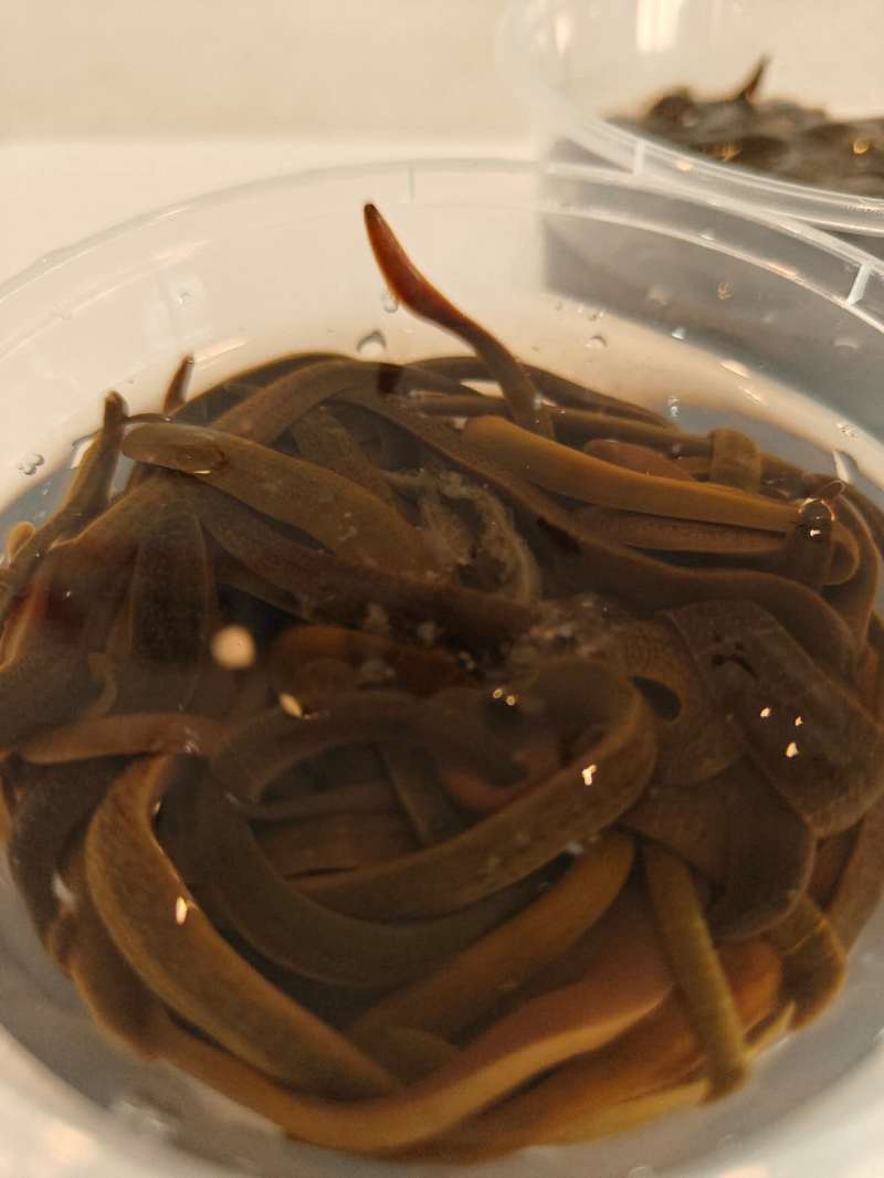 东北小黑条，专业钓鱼蚂蟥，主攻肥头鮰鱼鲢鱼等各种肉食鱼