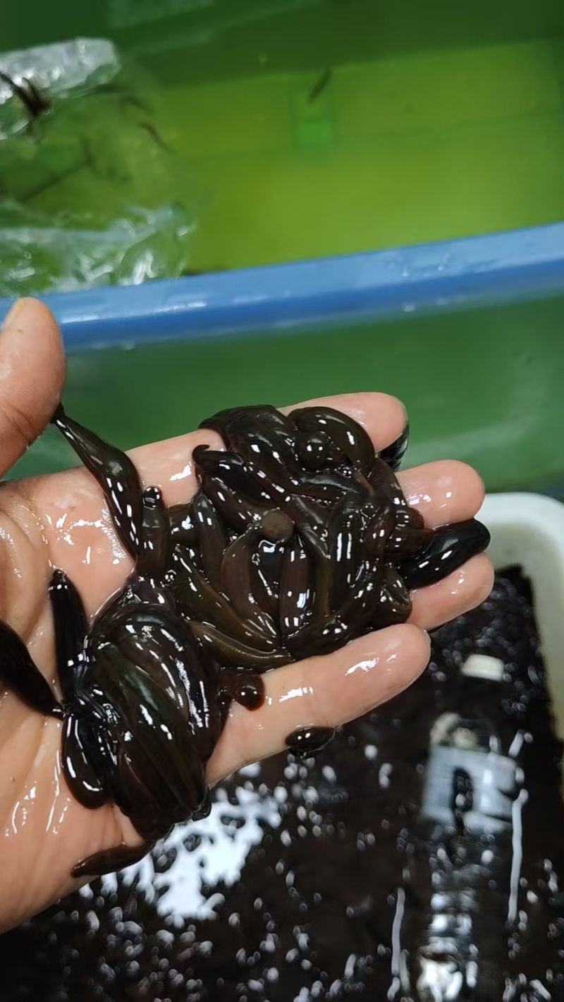 东北小黑条，专业钓鱼蚂蟥，主攻肥头鮰鱼鲢鱼等各种肉食鱼