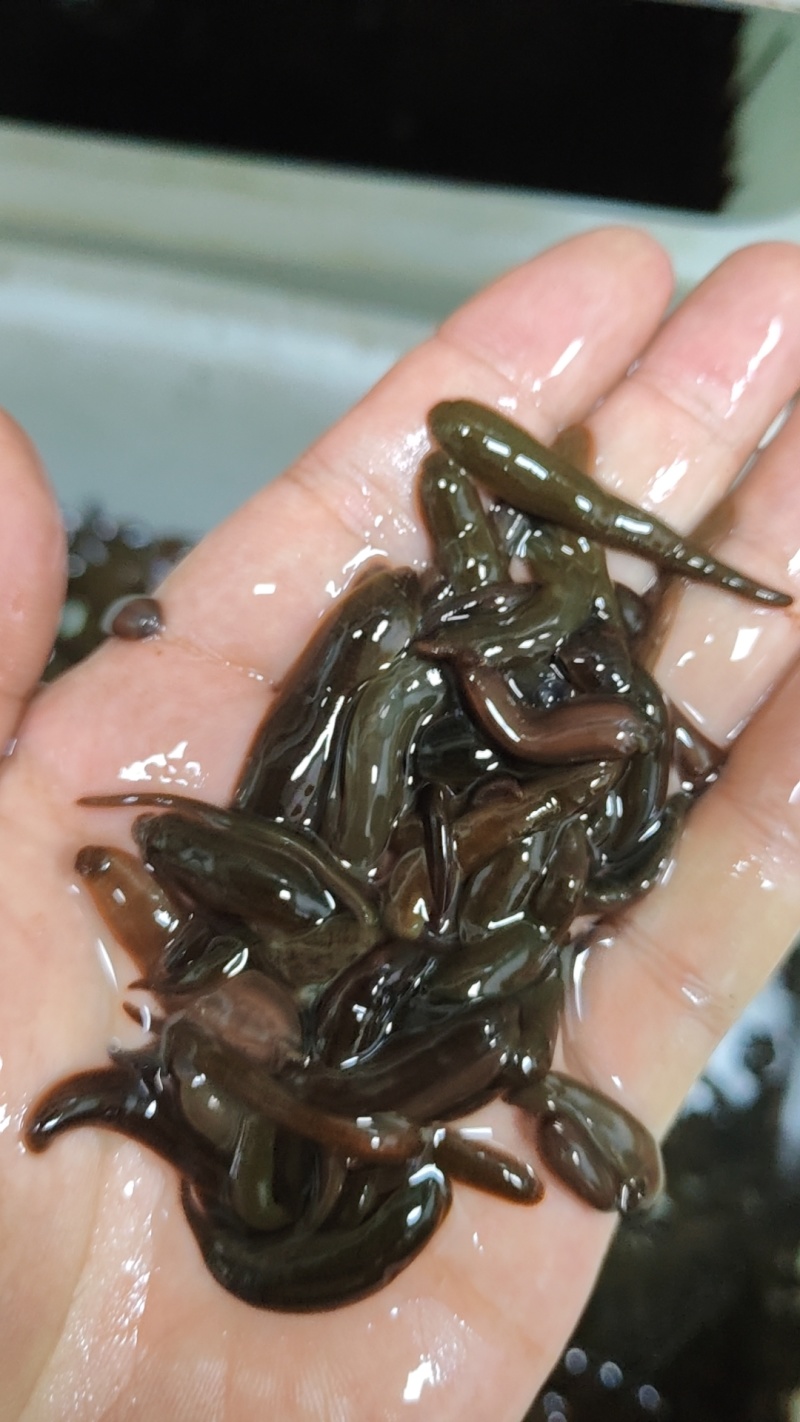 东北小黑条，专业钓鱼蚂蟥，主攻肥头鮰鱼鲢鱼等各种肉食鱼