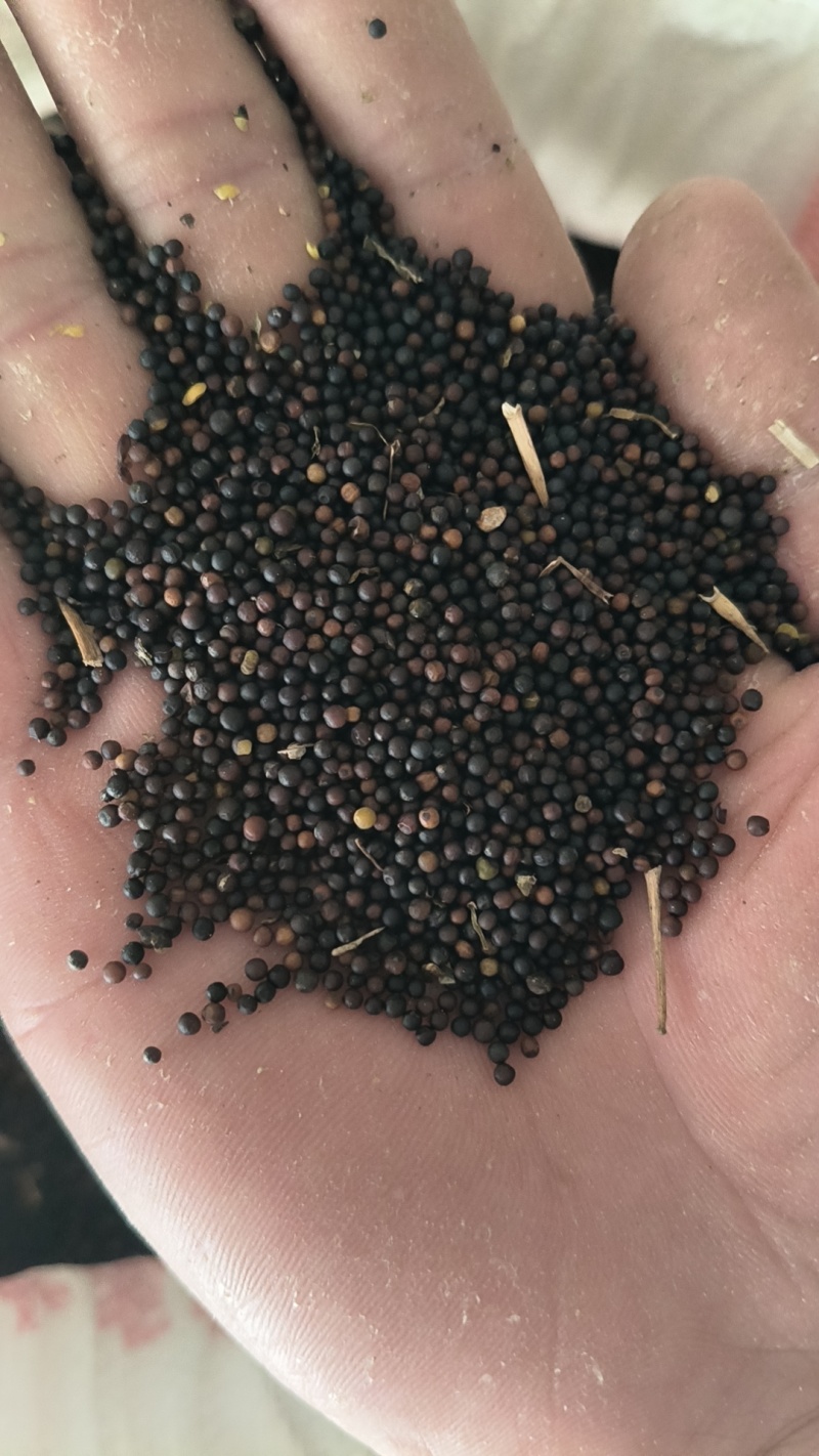 油菜籽