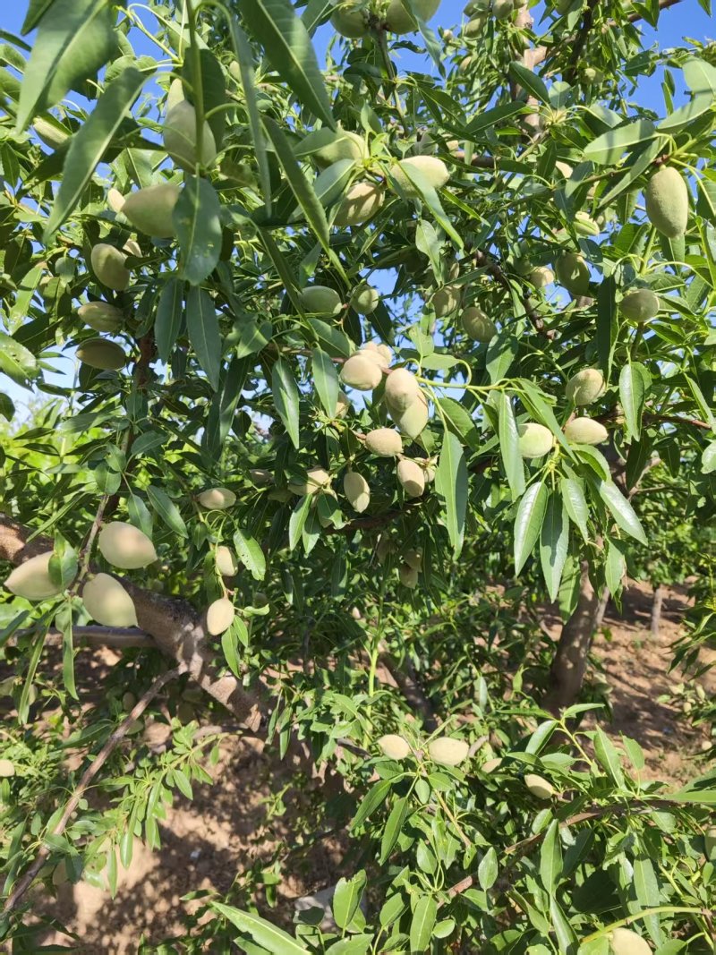 巴旦木鲜果