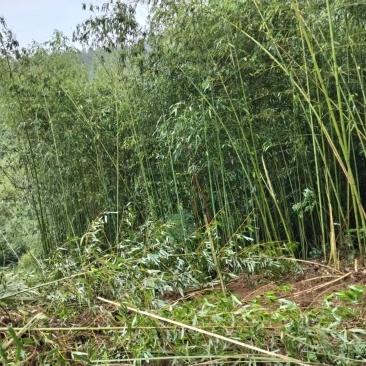 山竹，自己砍，免费