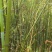 山竹，自己砍，免费