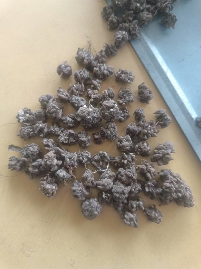出售河南信阳猫爪草