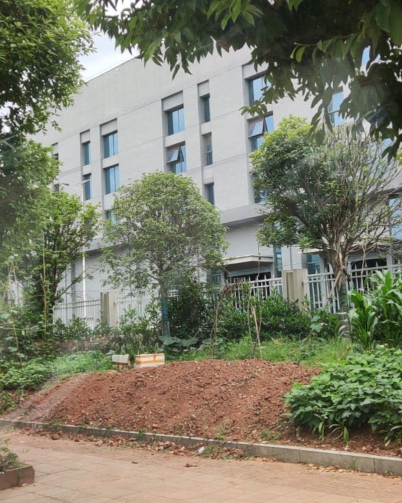 金桂花杆子十公分
