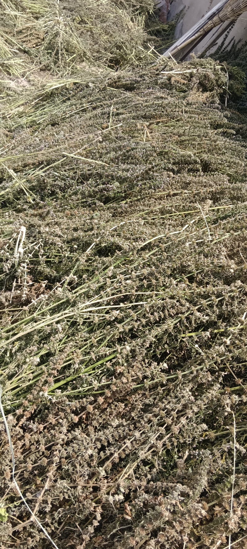 益母草种子