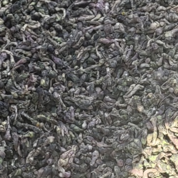 甘肃地产中药材，中药材种籽