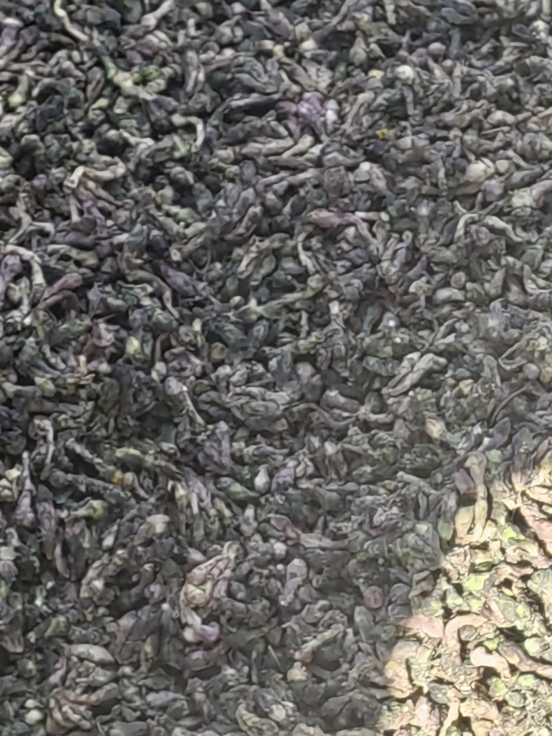 甘肃地产中药材，中药材种籽