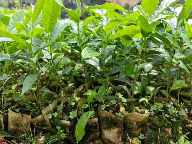 白花牛奶树苗