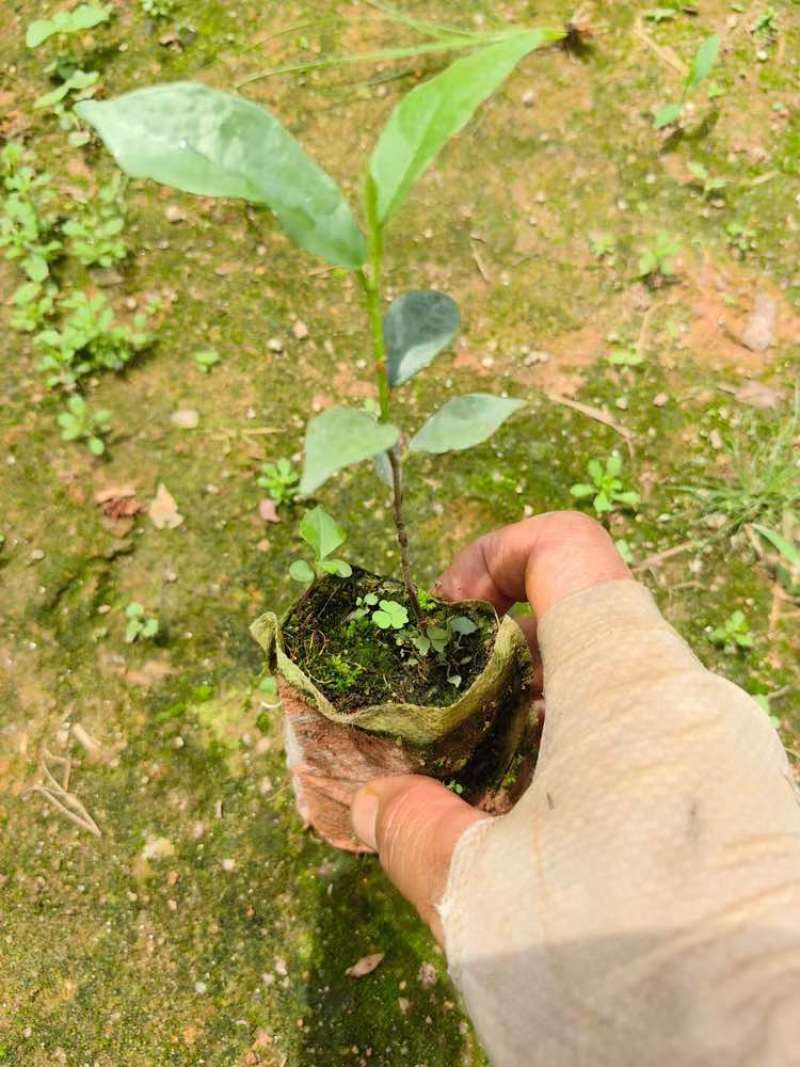 白花牛奶树苗