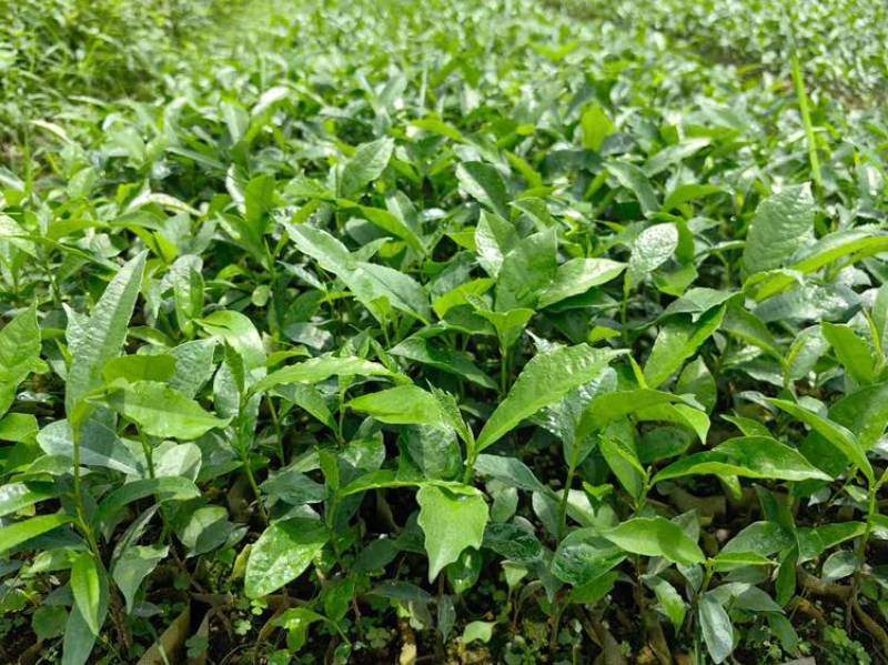白花牛奶树苗