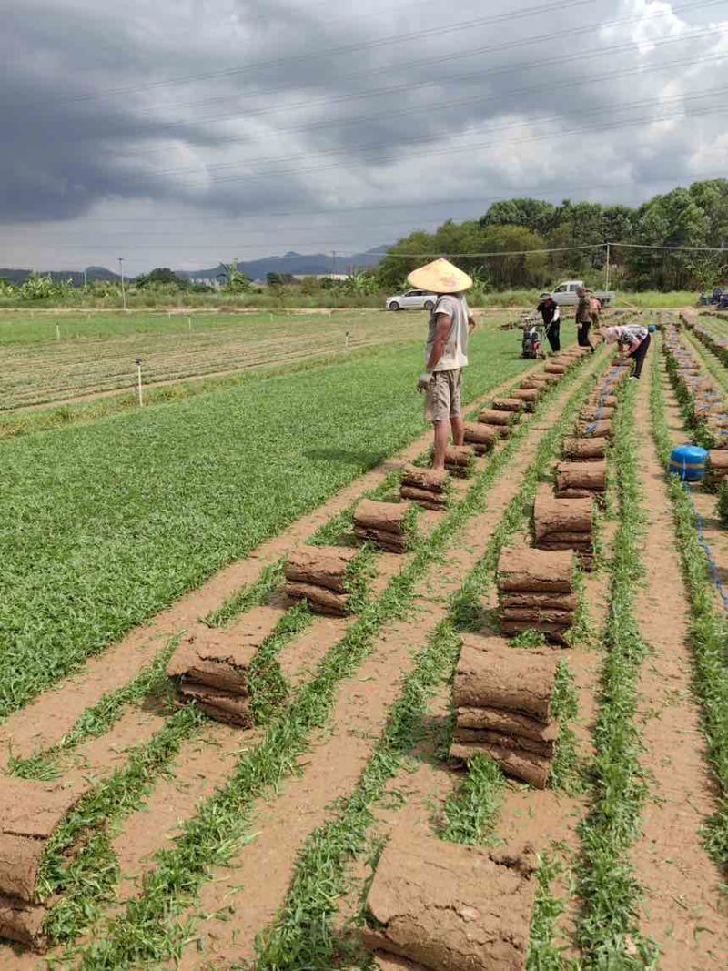 绿化草皮（台湾草，兰引三号，大叶油草）